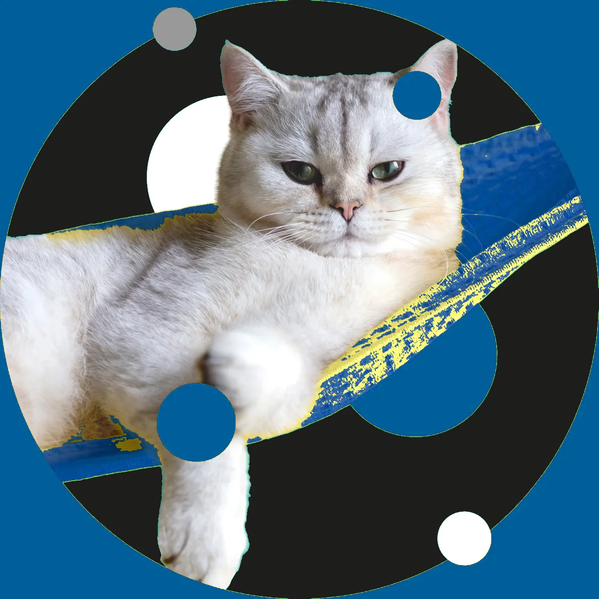 Kedi Dostu Klinik